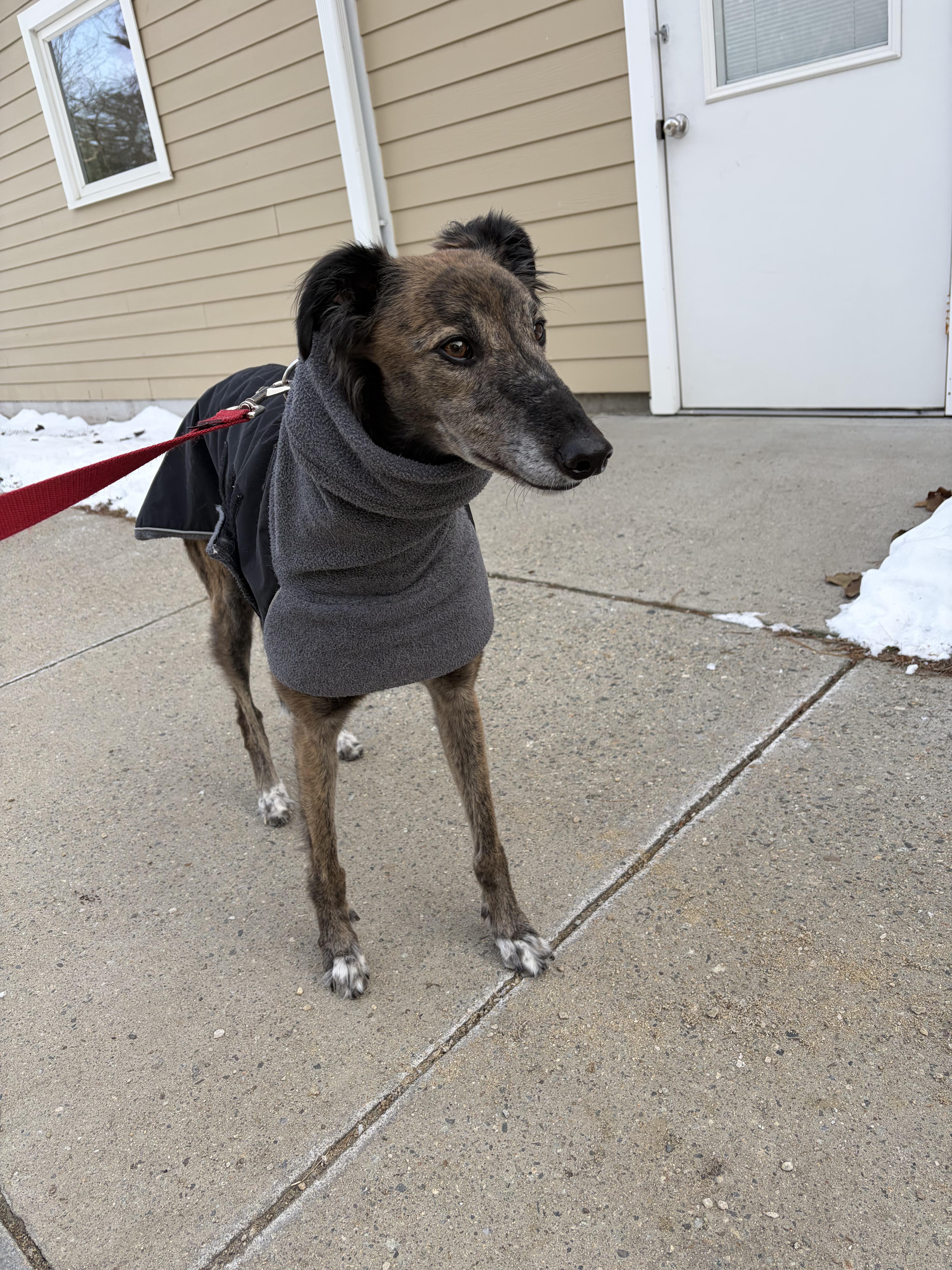 Alfie , adoptable, Adult Male Lurcher.
