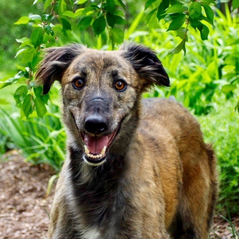 Alfie , an adoptable mixed breed in Swanzey, NH image 2/4