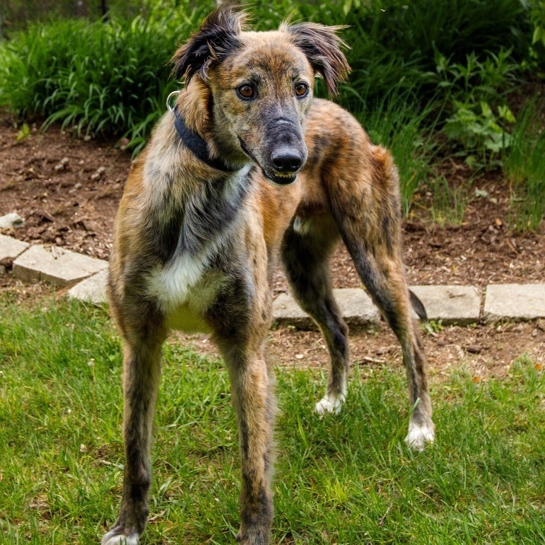 Alfie , an adoptable mixed breed in Swanzey, NH image 3/4