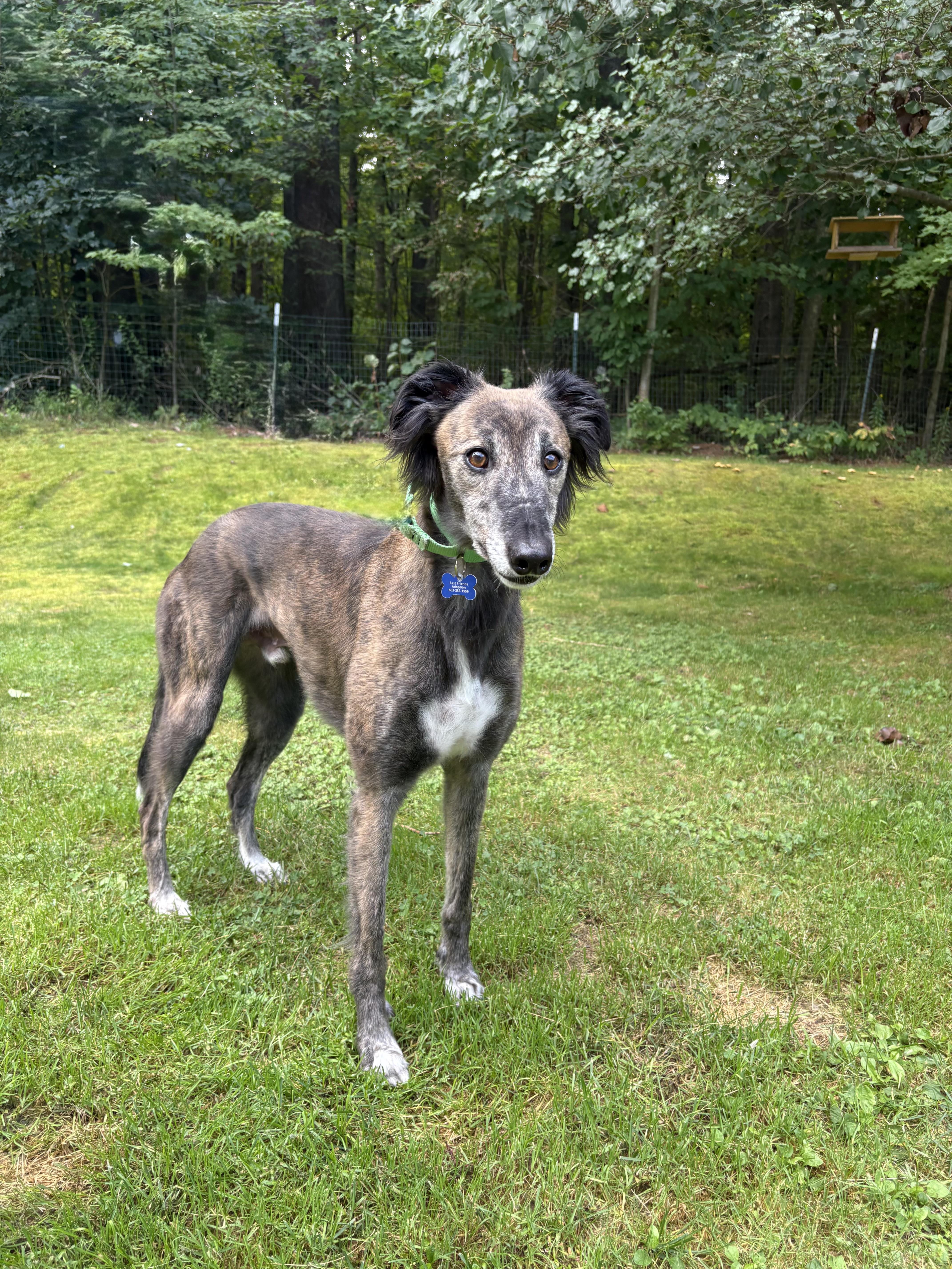 Alfie , adoptable, Adult Male Lurcher.