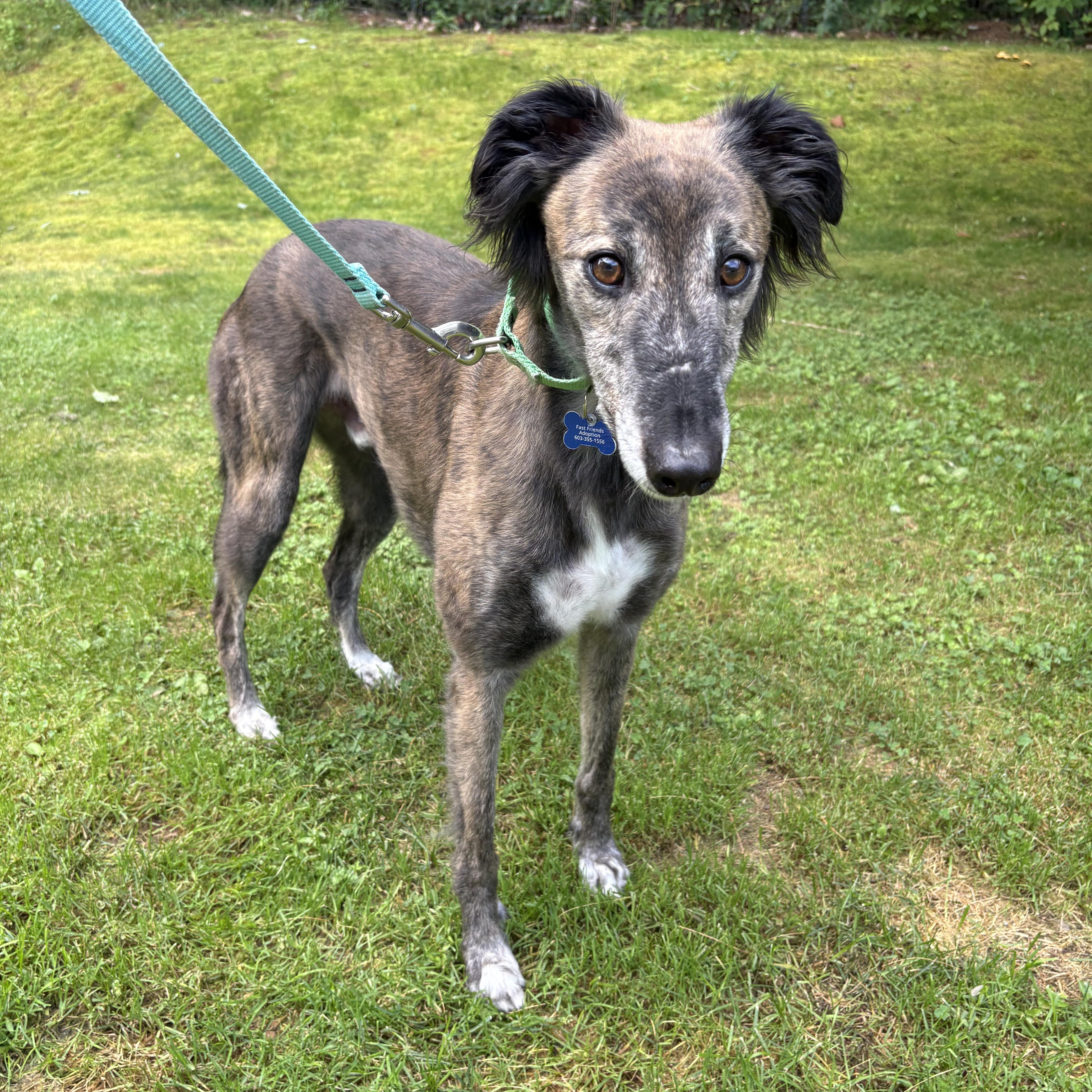 Enlarge Alfie , an adoptable mixed breed in Swanzey, NH image 2/5
