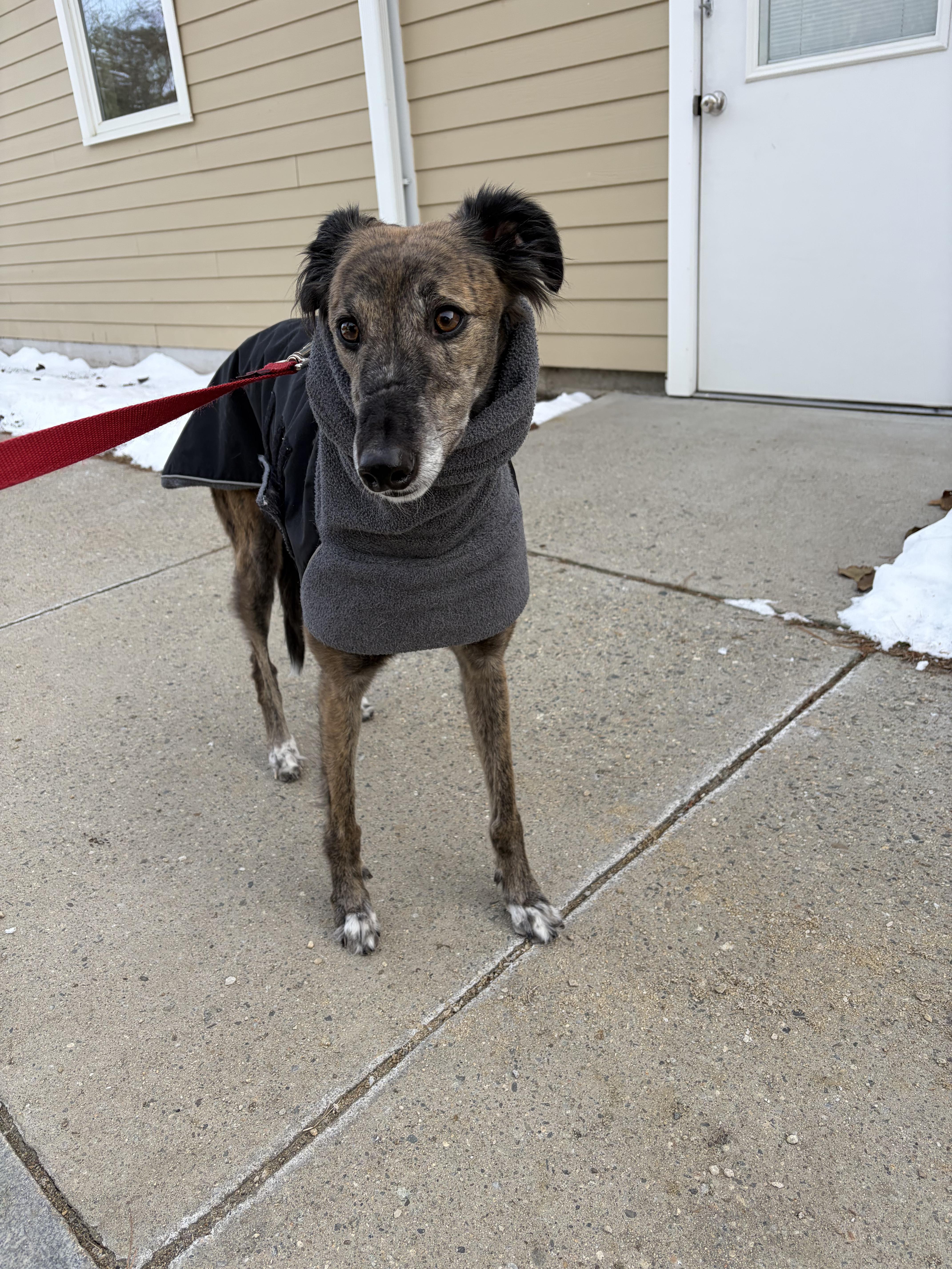 Alfie , an adoptable mixed breed in Swanzey, NH image 4/4