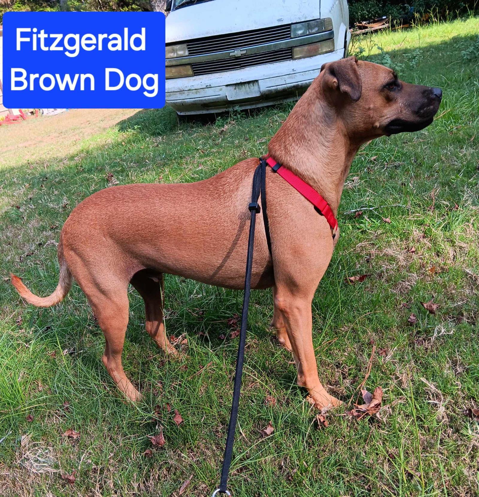 Fitzgerald, Adoptable, Young Male Mixed Breed.