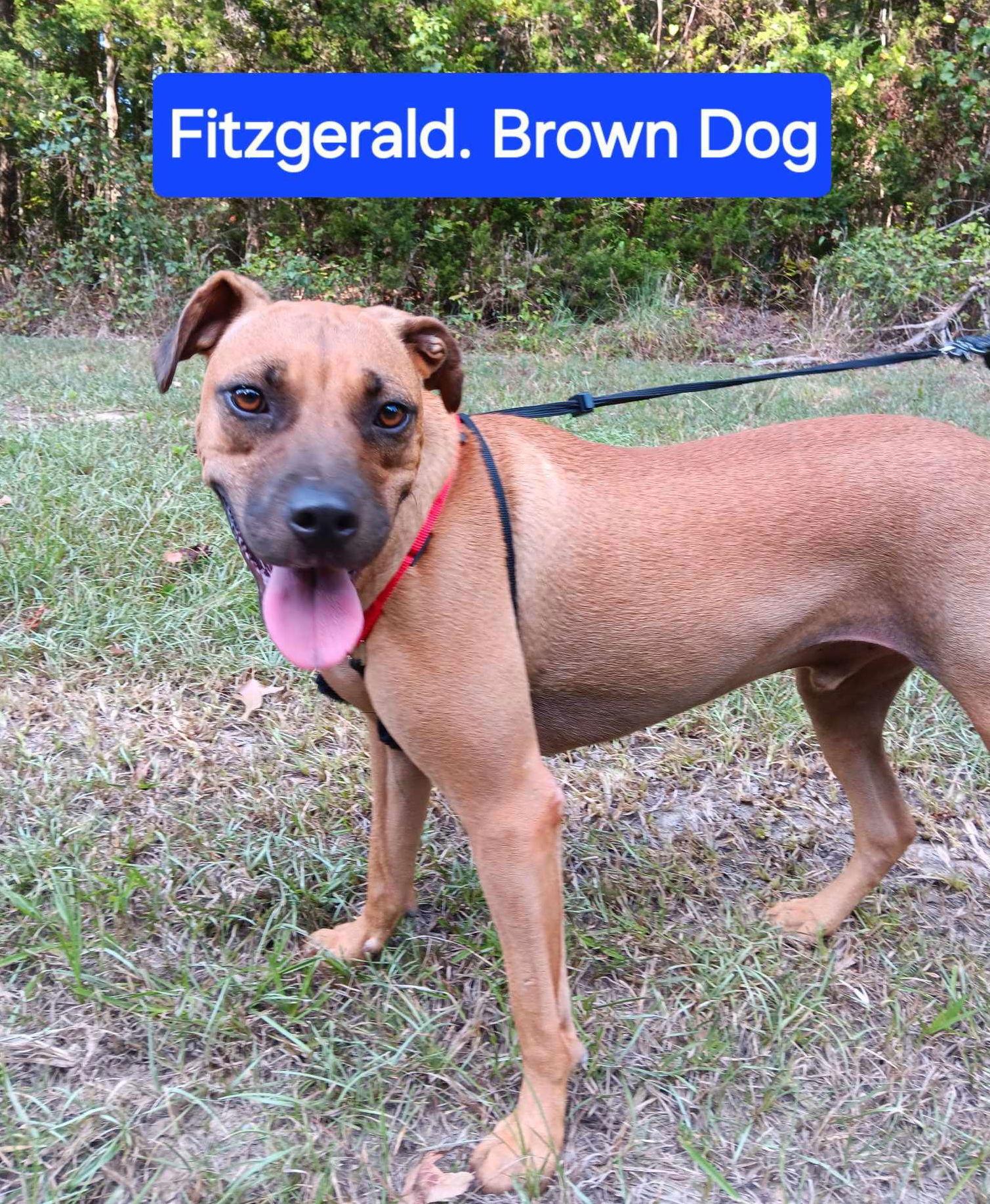 Fitzgerald, a Adoptable Mixed Breed in Farmerville, LA image 2/2
