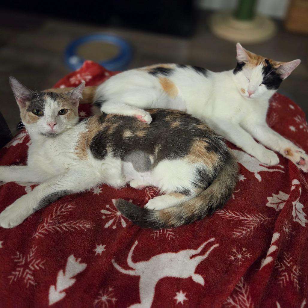 Enlarge Birch and Teak, a Adoptable American Shorthair in New York, NY image 6/6