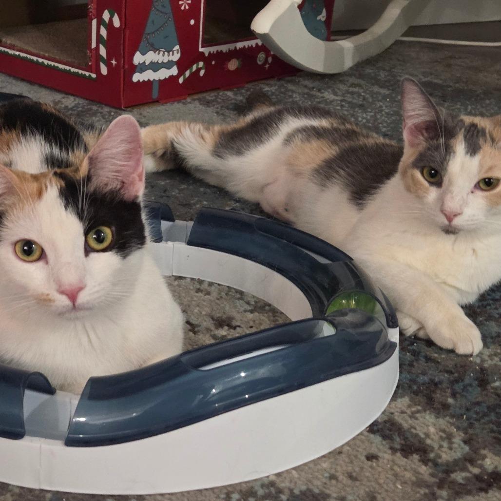 Enlarge Birch and Teak, a Adoptable American Shorthair in New York, NY image 5/6