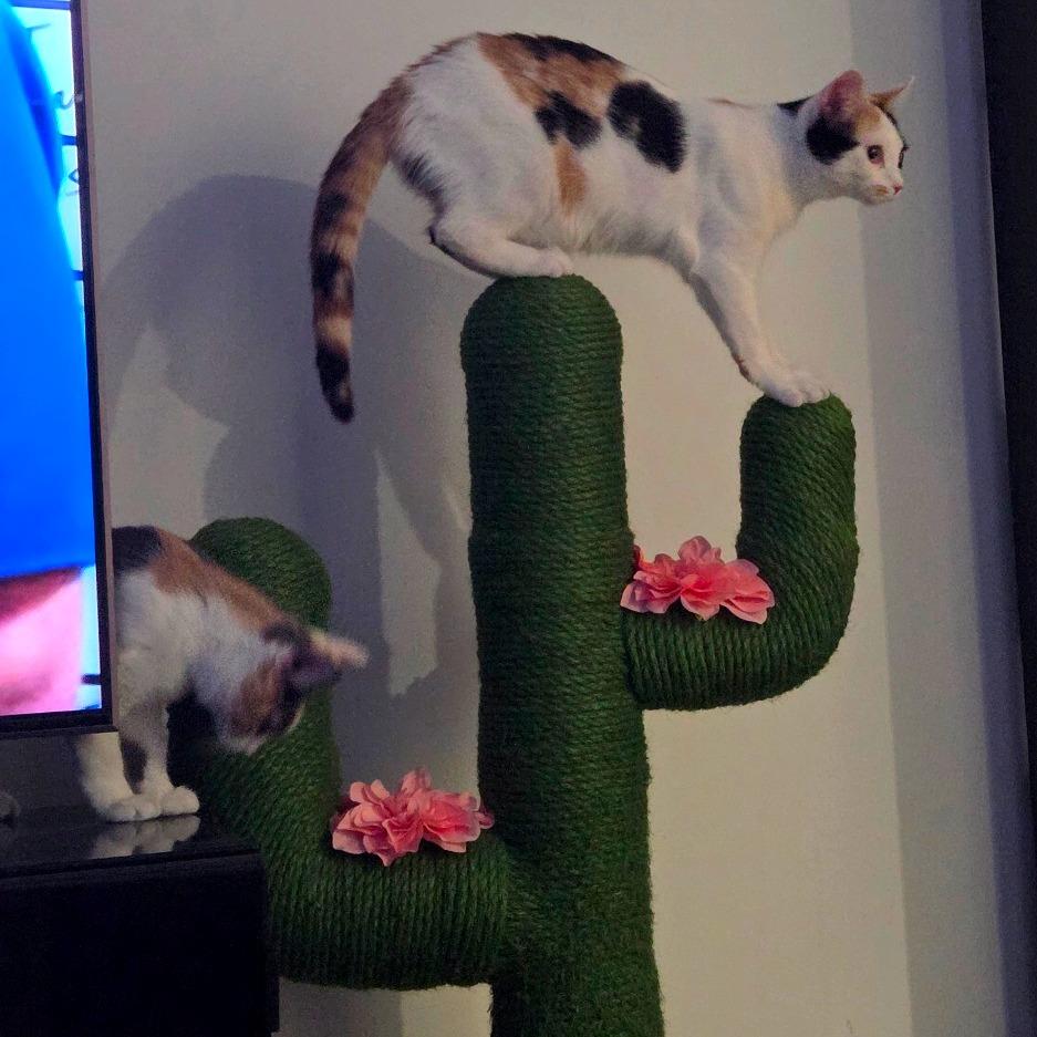 Enlarge Birch and Teak, a Adoptable American Shorthair in New York, NY image 3/6