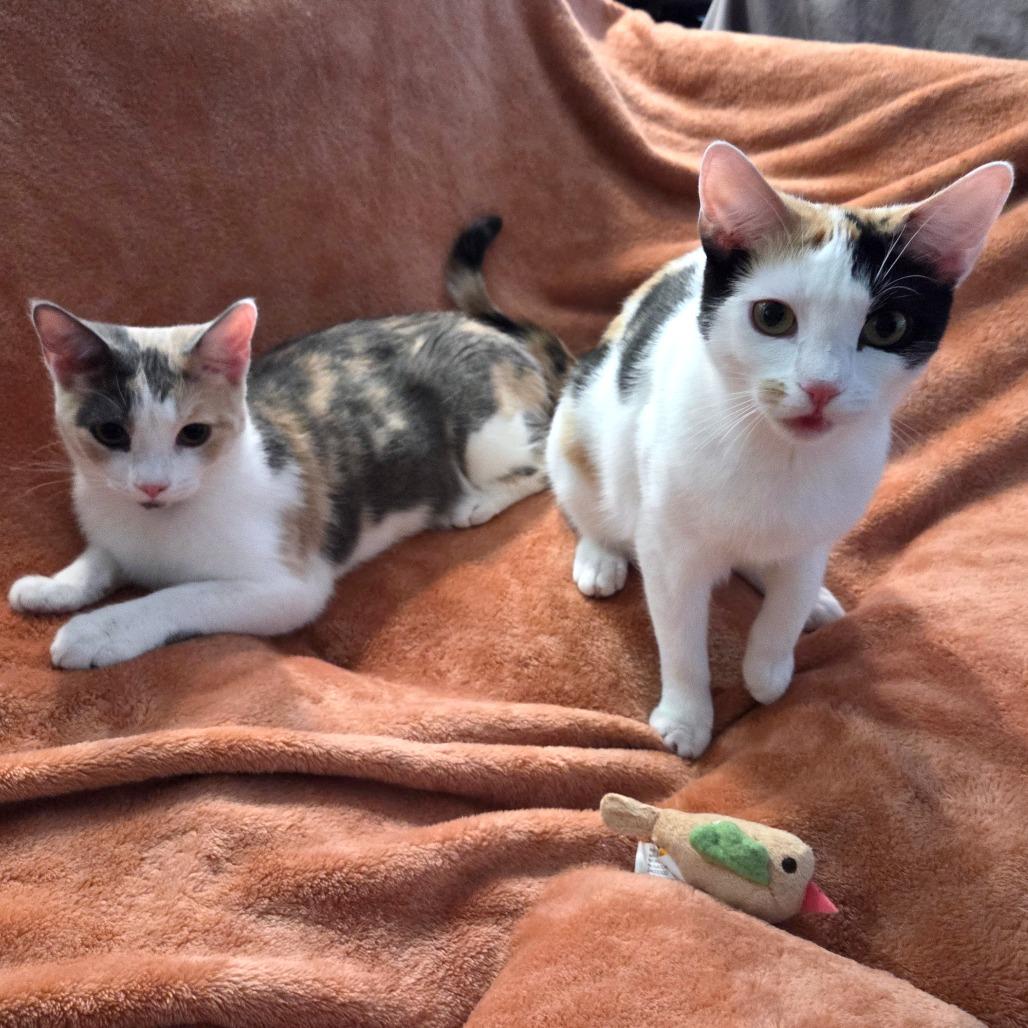 Enlarge Birch and Teak, a Adoptable American Shorthair in New York, NY image 1/6