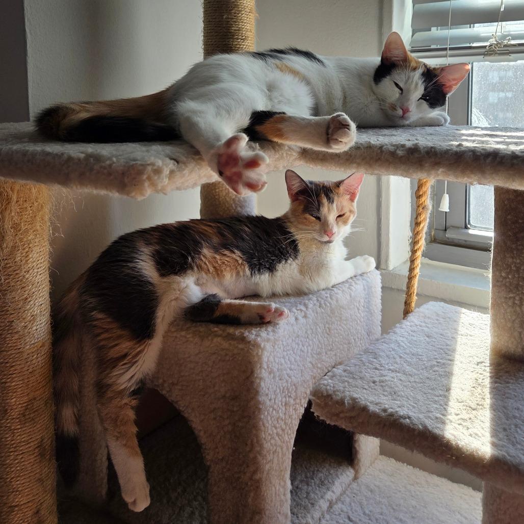 Enlarge Birch and Teak, a Adoptable American Shorthair in New York, NY image 4/6