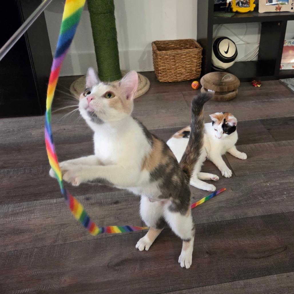 Enlarge Birch and Teak, a Adoptable American Shorthair in New York, NY image 2/6