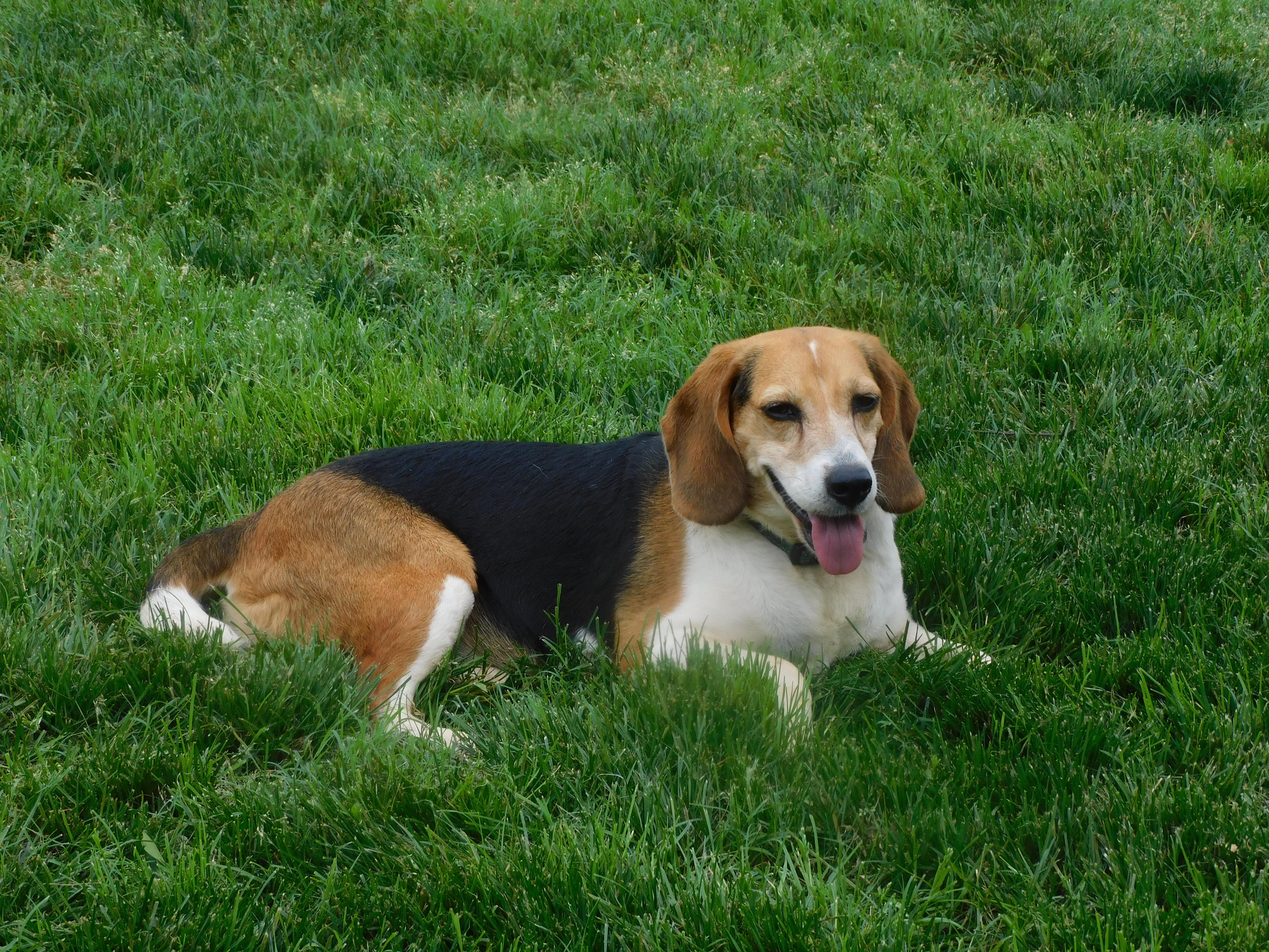 Enlarge Maybelle, a Adoptable Beagle in Prairieville, LA image 2/6