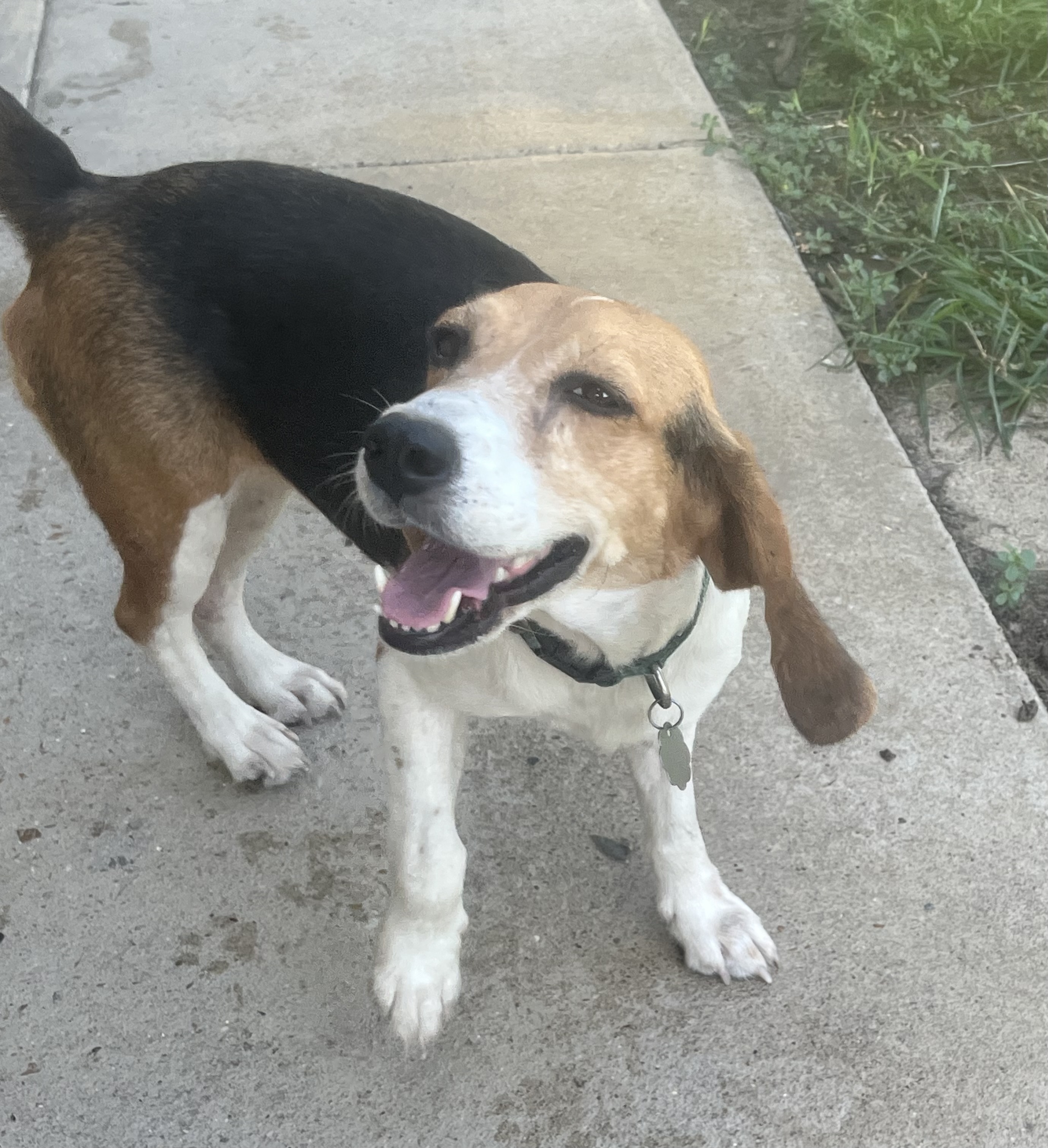 Enlarge Maybelle, a Adoptable Beagle in Prairieville, LA image 5/6