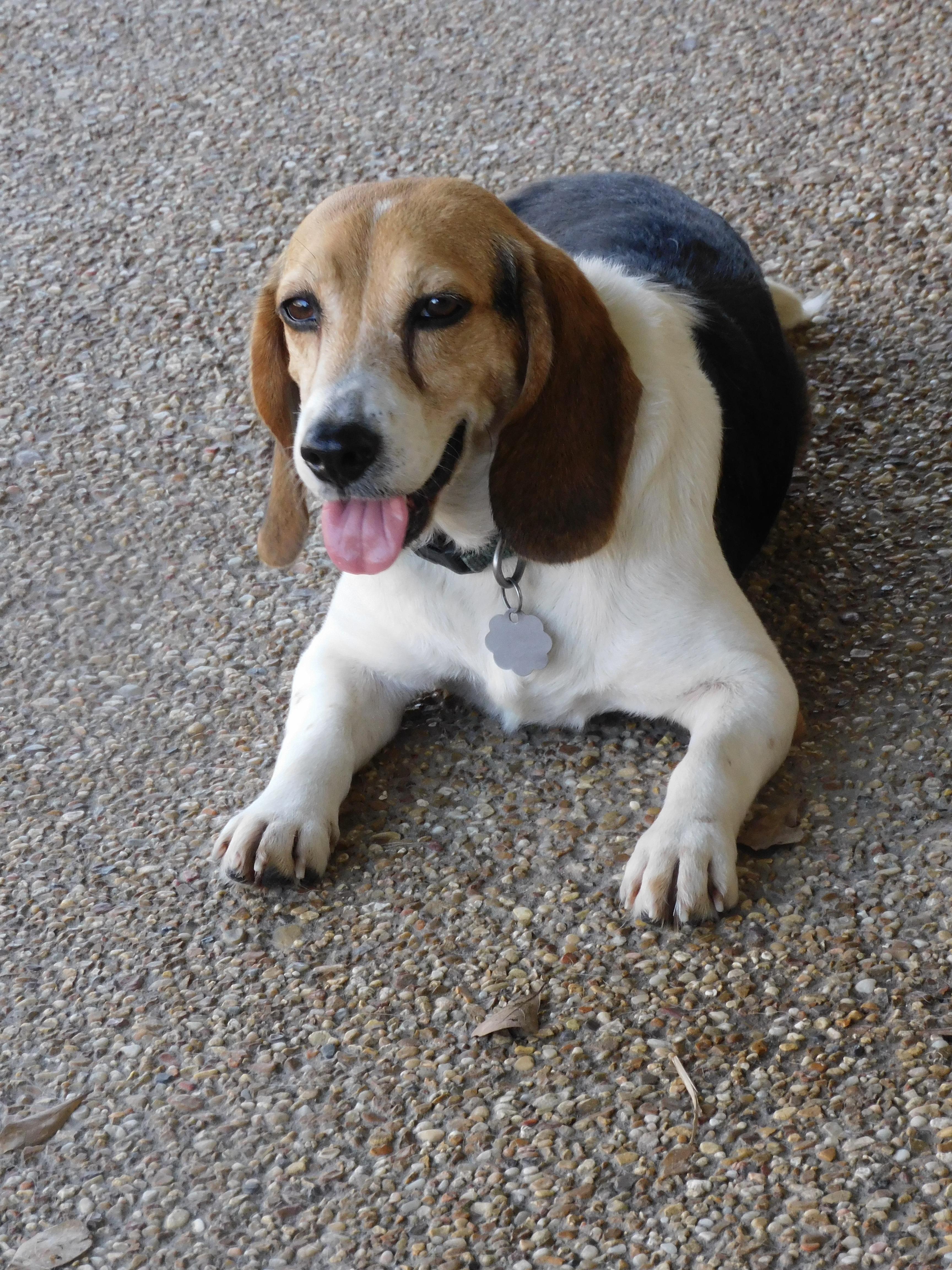 Enlarge Maybelle, a Adoptable Beagle in Prairieville, LA image 3/6
