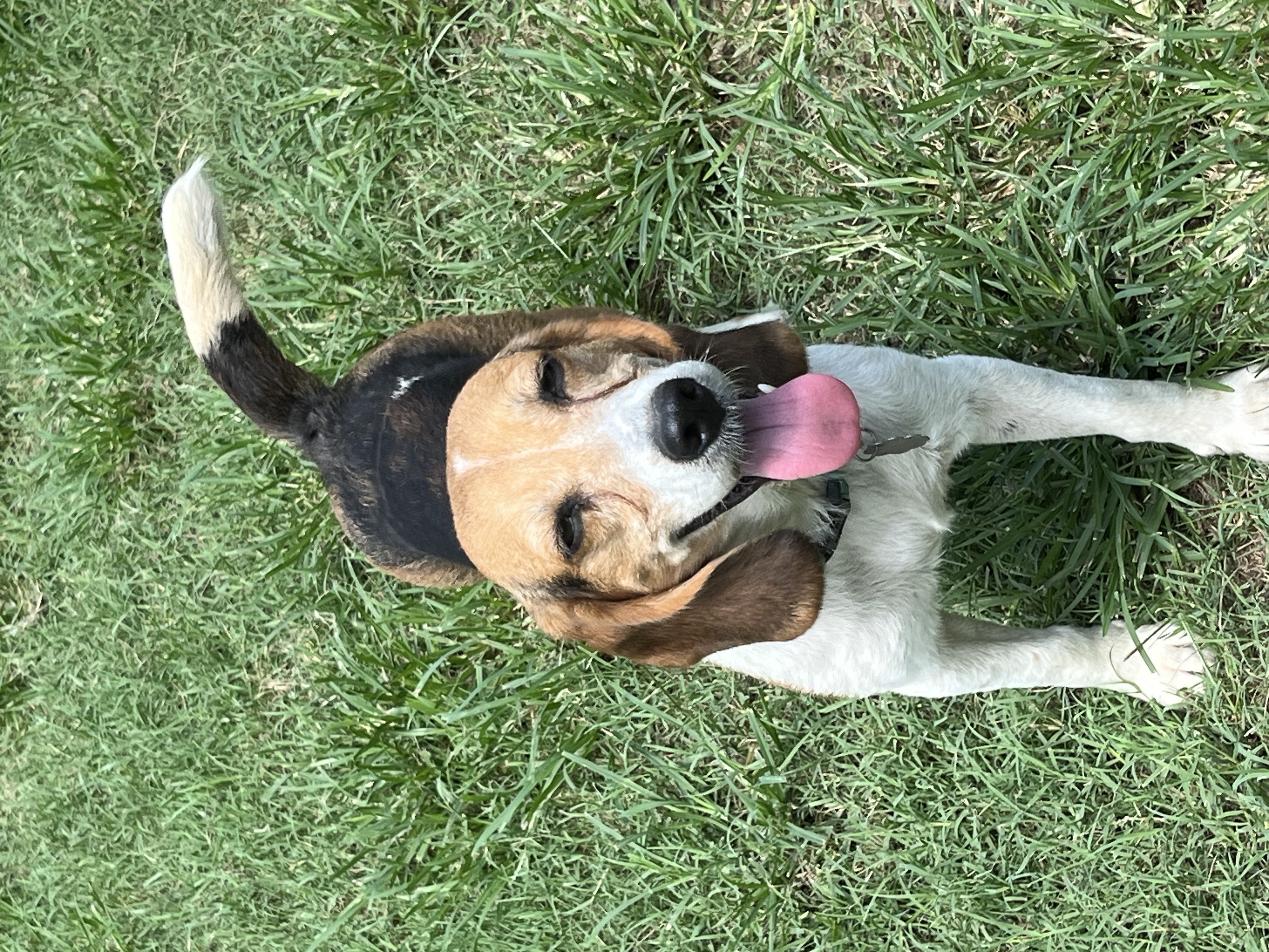 Enlarge Maybelle, a Adoptable Beagle in Prairieville, LA image 4/6