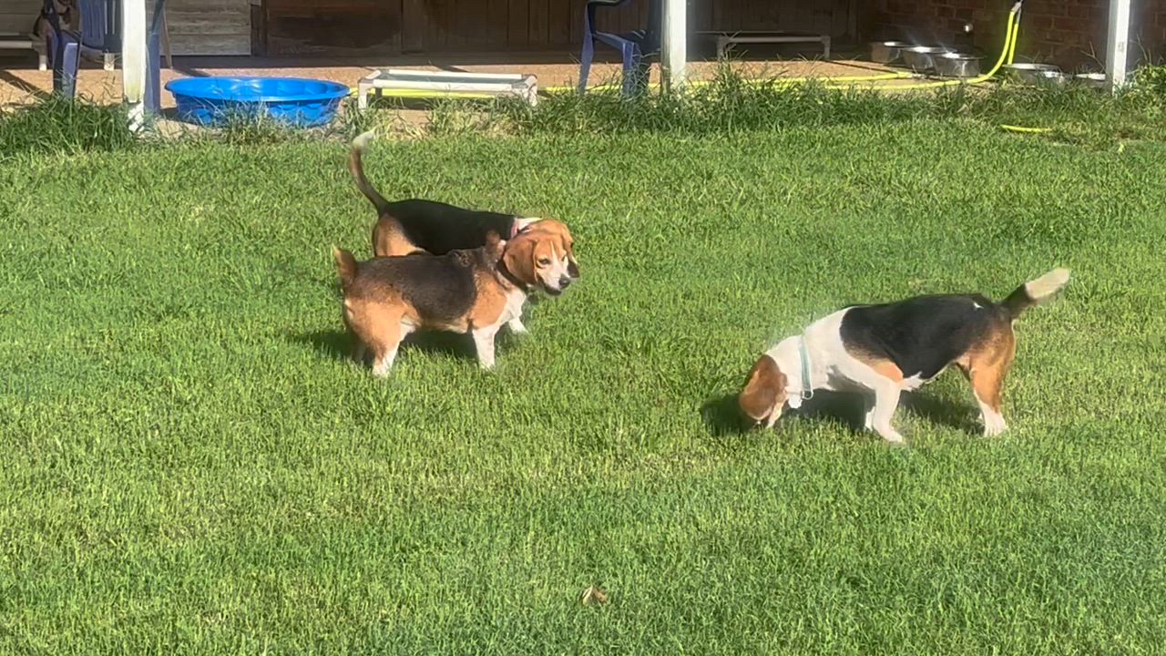 Enlarge Maybelle, a Adoptable Beagle in Prairieville, LA video 6/6
