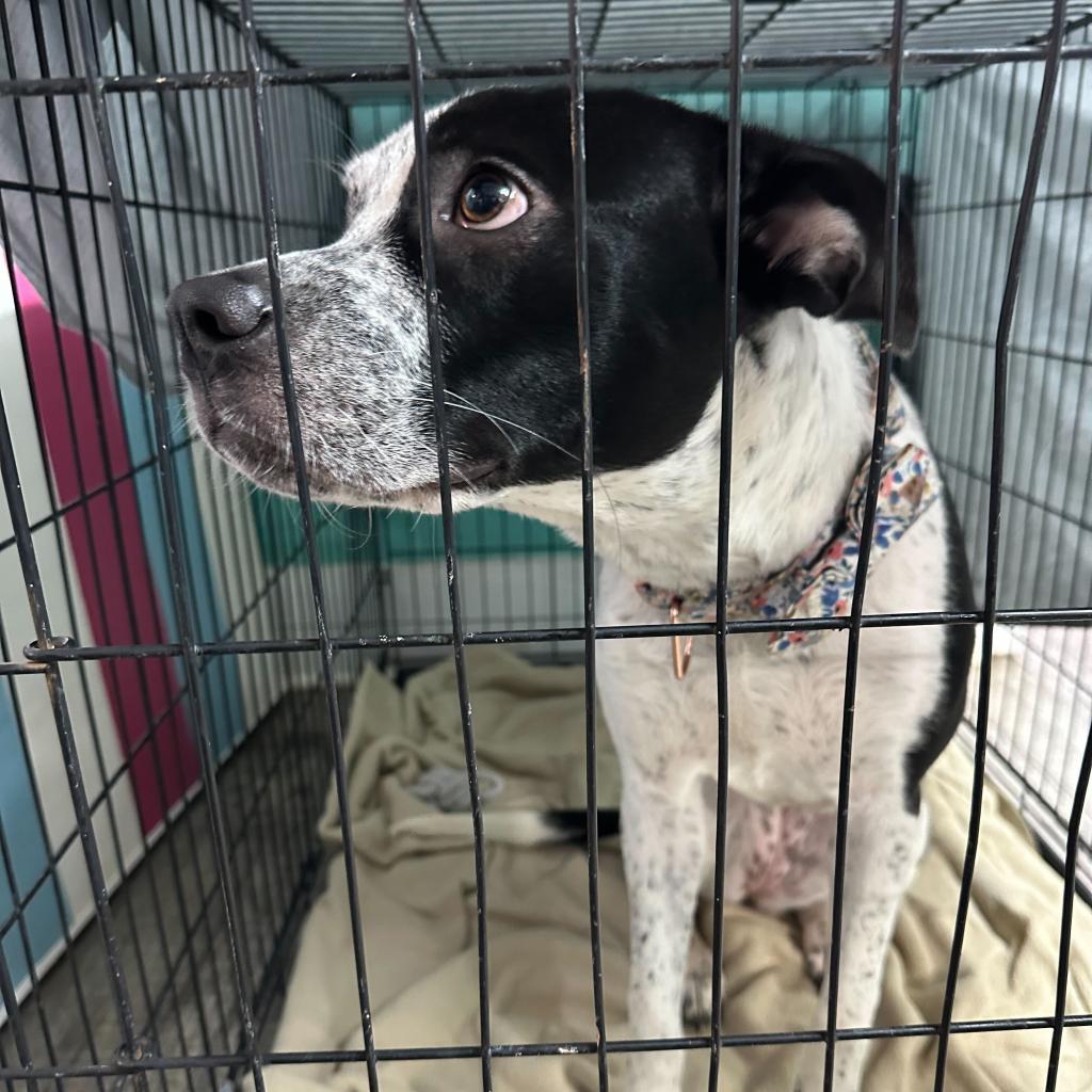 Enlarge Milla, a Adoptable mixed breed in Chatsworth, CA image 2/2