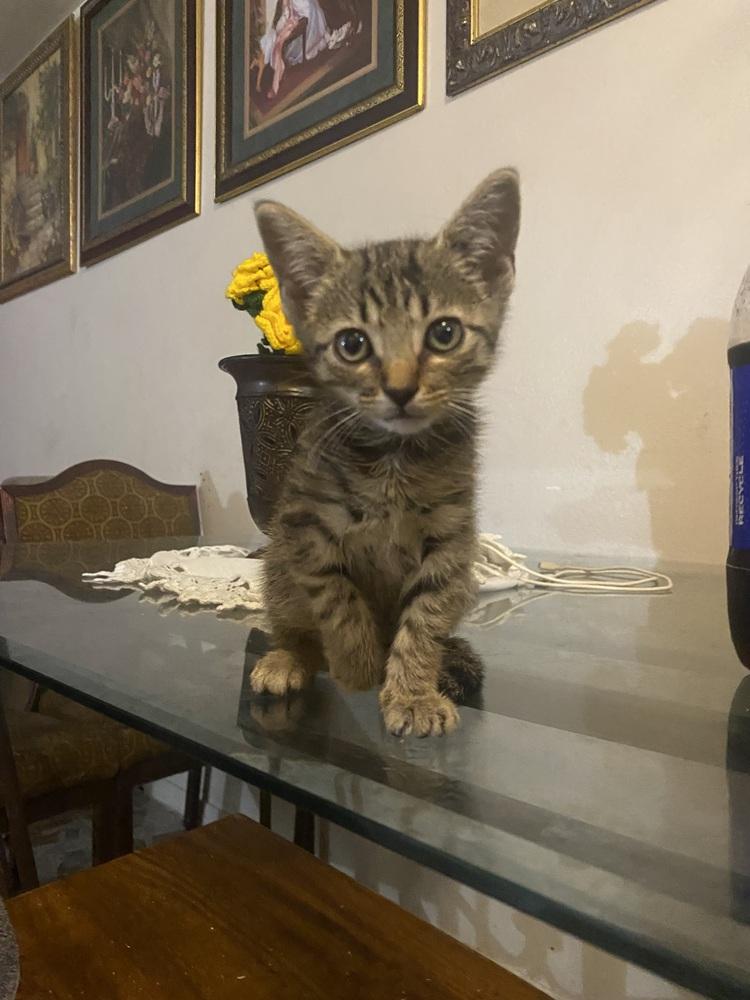 Sky, Adoptable, Kitten Female Domestic Short Hair & Tabby.