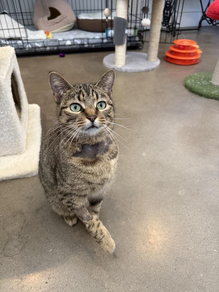 Sky, Adoptable, Kitten Female Tabby & Domestic Short Hair.