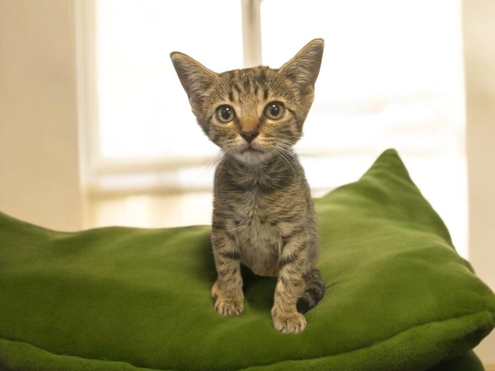 Enlarge Sky, a Adoptable mixed breed in Dallas, TX image 2/4