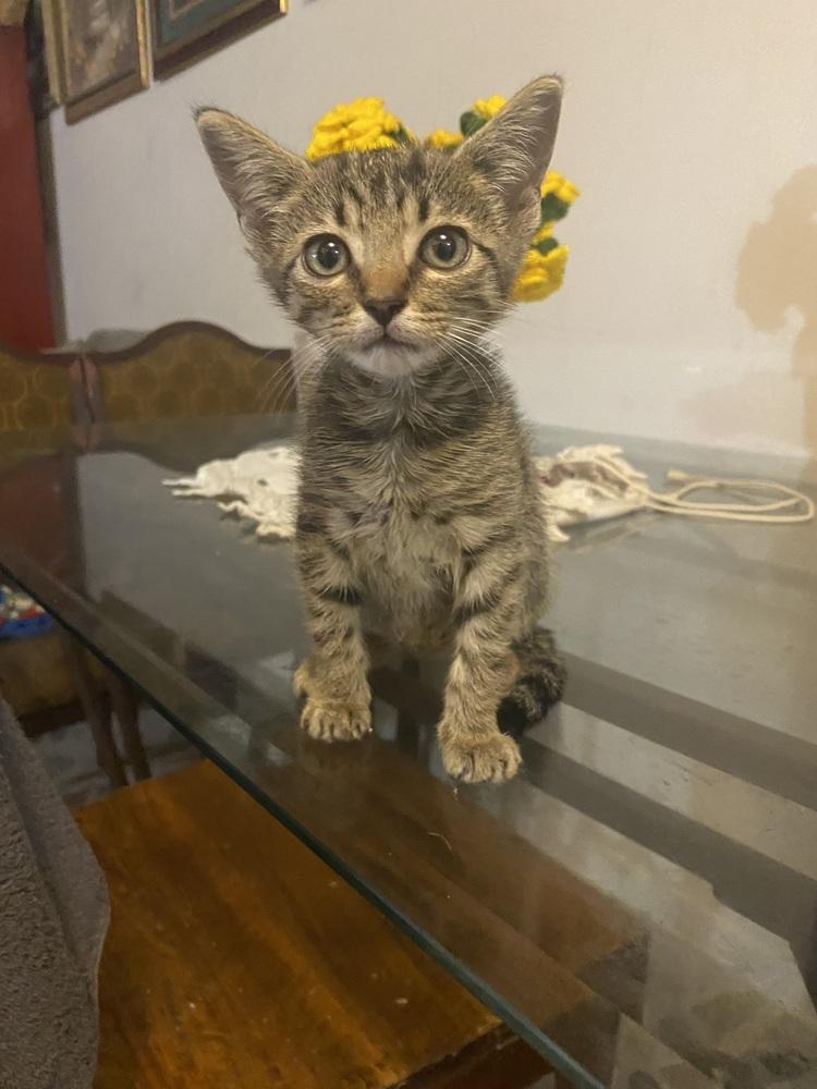 Enlarge Sky, a Adoptable mixed breed in Dallas, TX image 3/4