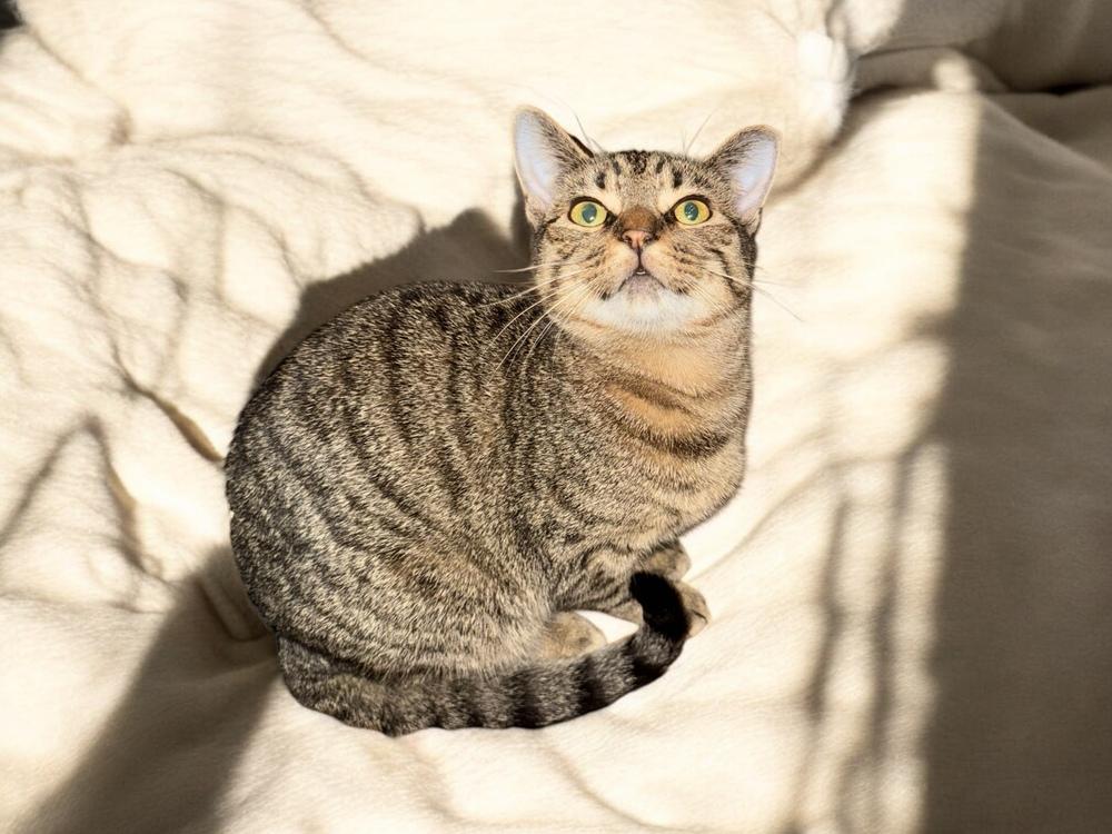 Enlarge Sky, a Adoptable mixed breed in Dallas, TX image 4/4