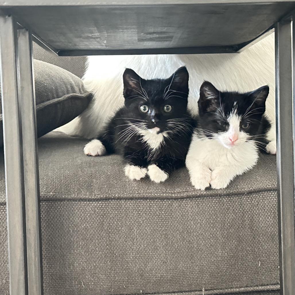 Pearl, a Adoptable mixed breed in Peyton, CO image 2/2