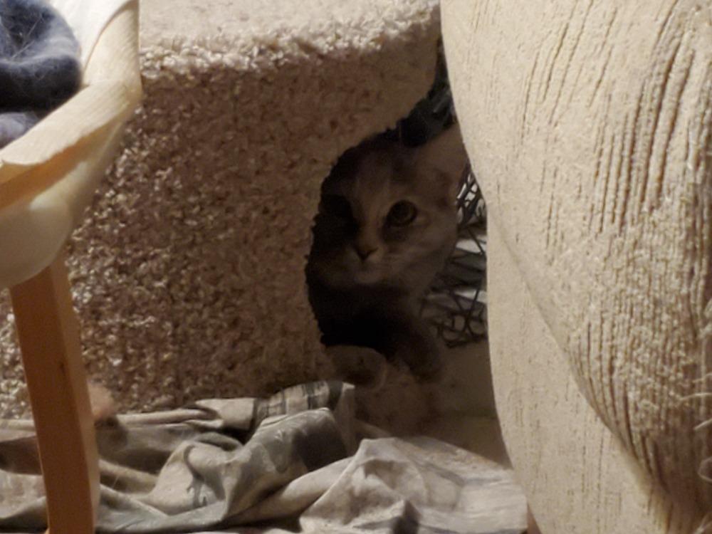 Janie's Starbuck -- COPS -- Barn cat, a Adopted Domestic Medium Hair in Los Lunas, NM image 1/3