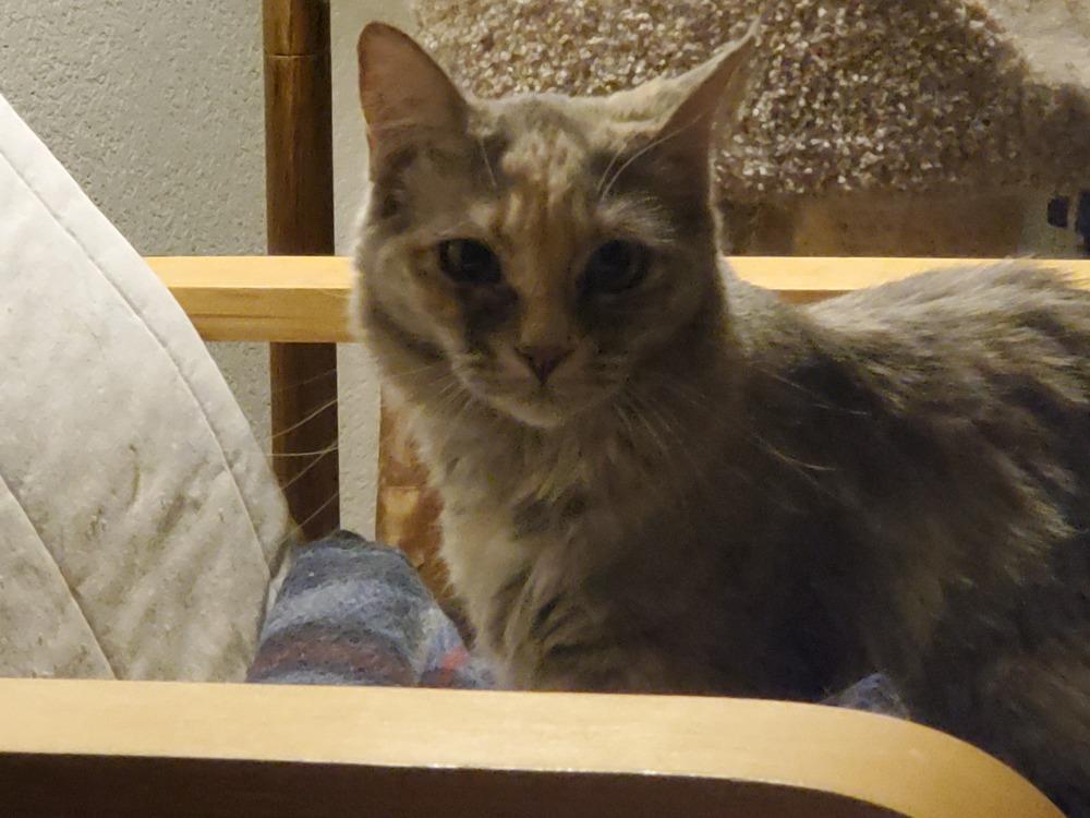 Janie's Starbuck -- COPS -- Barn cat, a Adopted Domestic Medium Hair in Los Lunas, NM image 2/3