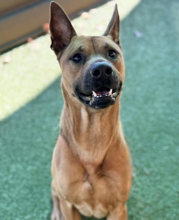 Cornbread, Adoptable, Adult Male Shepherd.