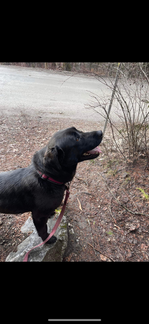 Dottie photo 1