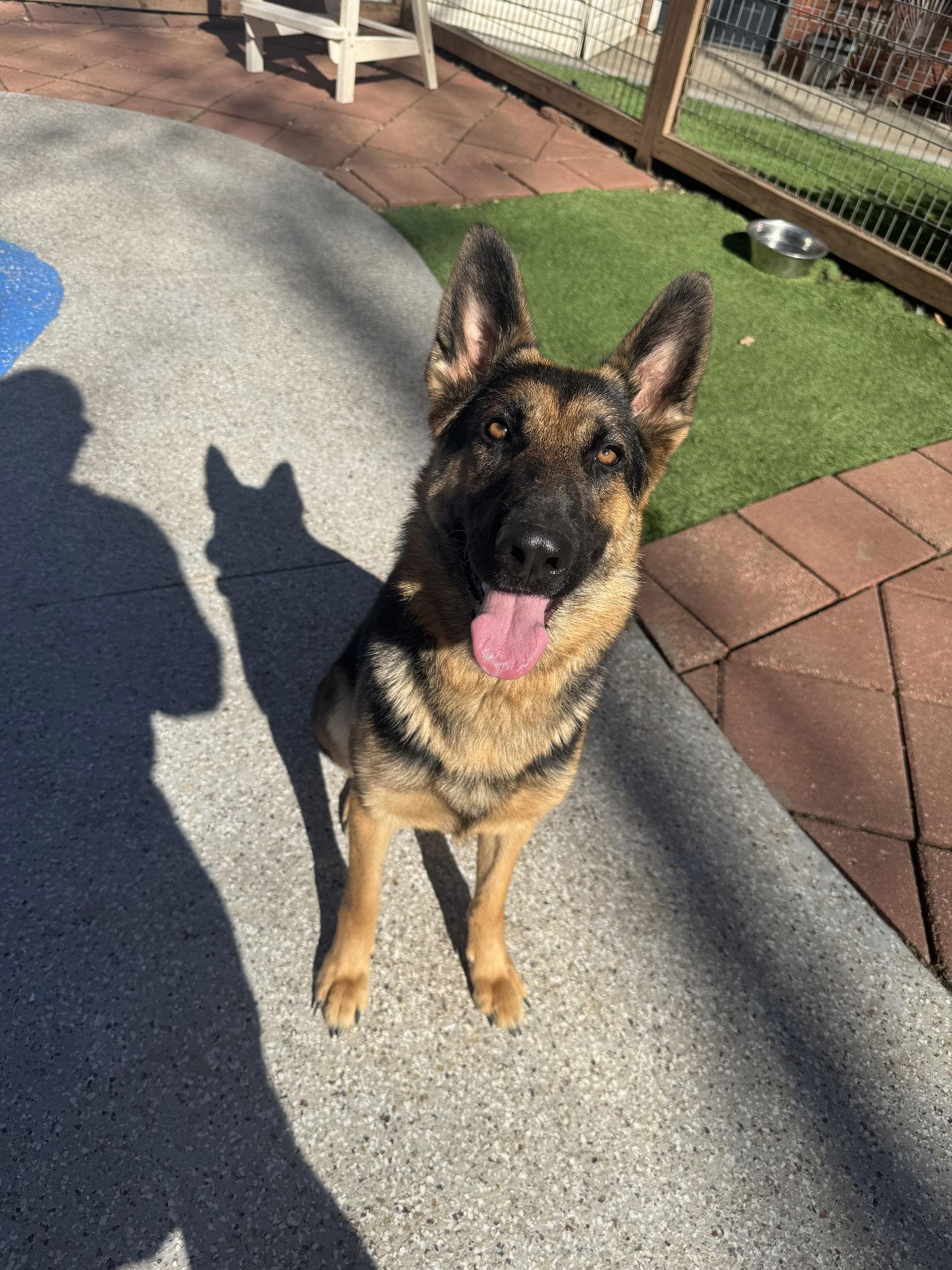 Blu, Adoptable, Young Female Mixed Breed.