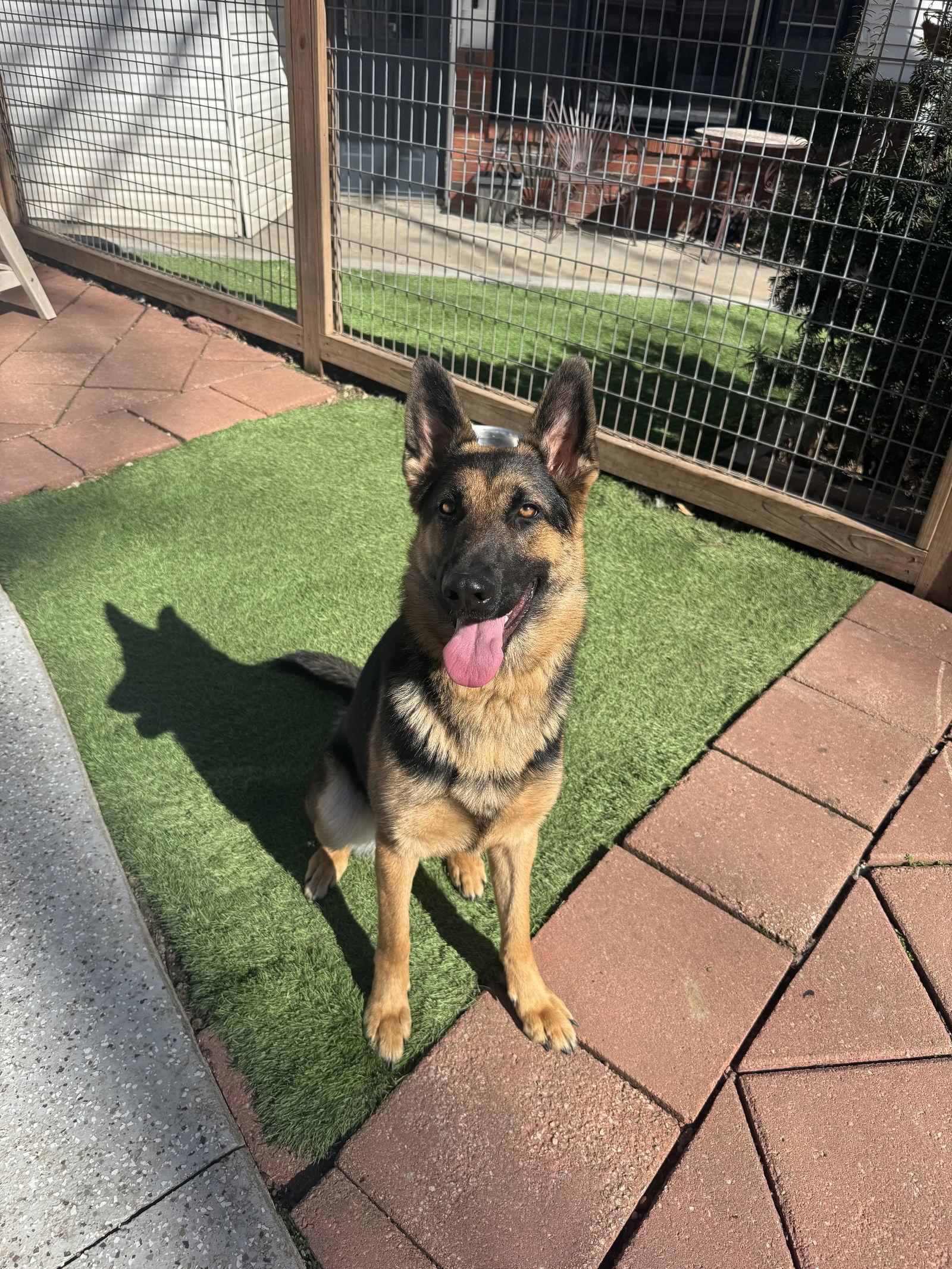 Blu, a Adoptable Mixed Breed in Leavenworth, KS image 2/2