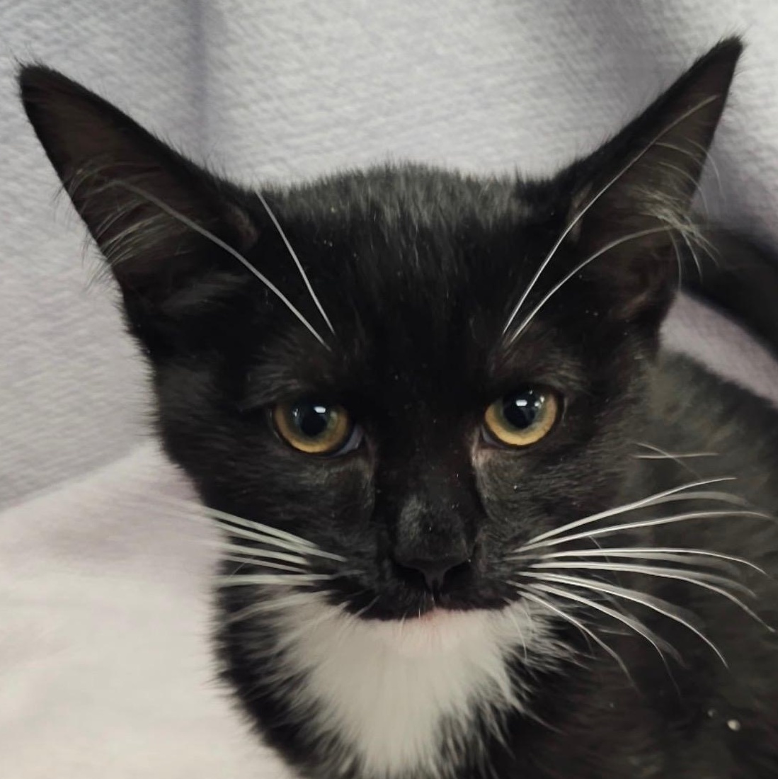 Darwin, adoptable, Young Male Russian Blue.