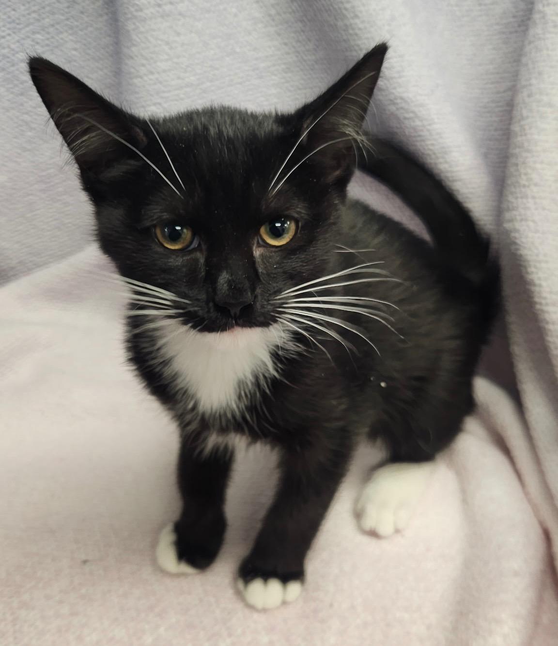 Darwin, an adoptable Russian Blue in Frederick, MD image 5/5