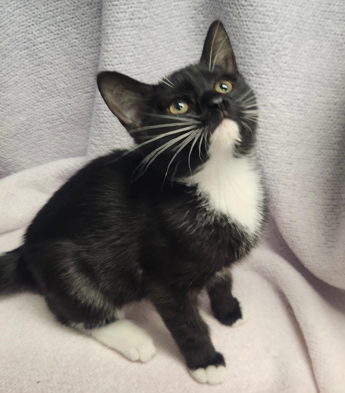 Darwin, an adoptable Russian Blue in Frederick, MD image 3/5
