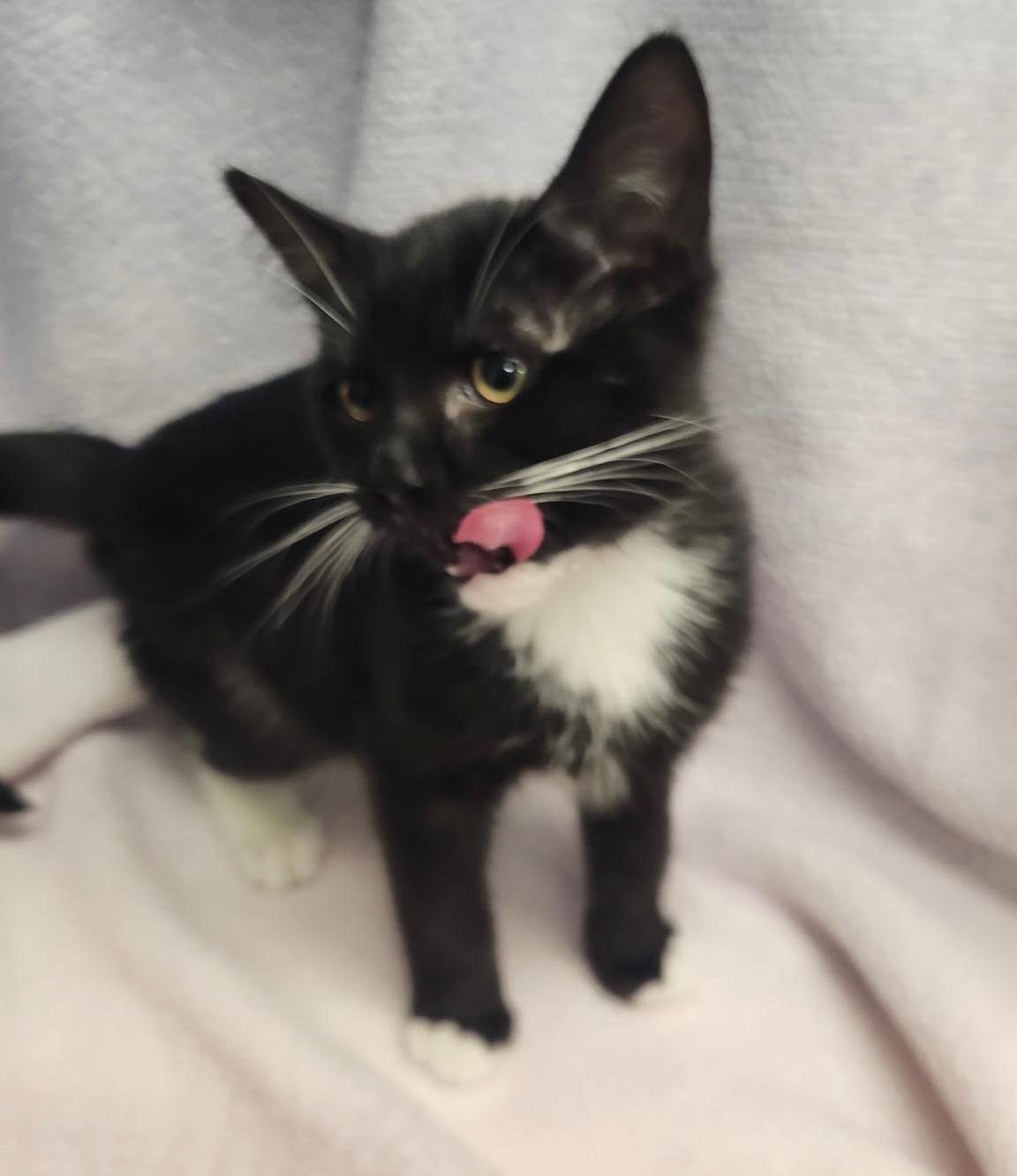 Darwin, an adoptable Russian Blue in Frederick, MD image 2/5