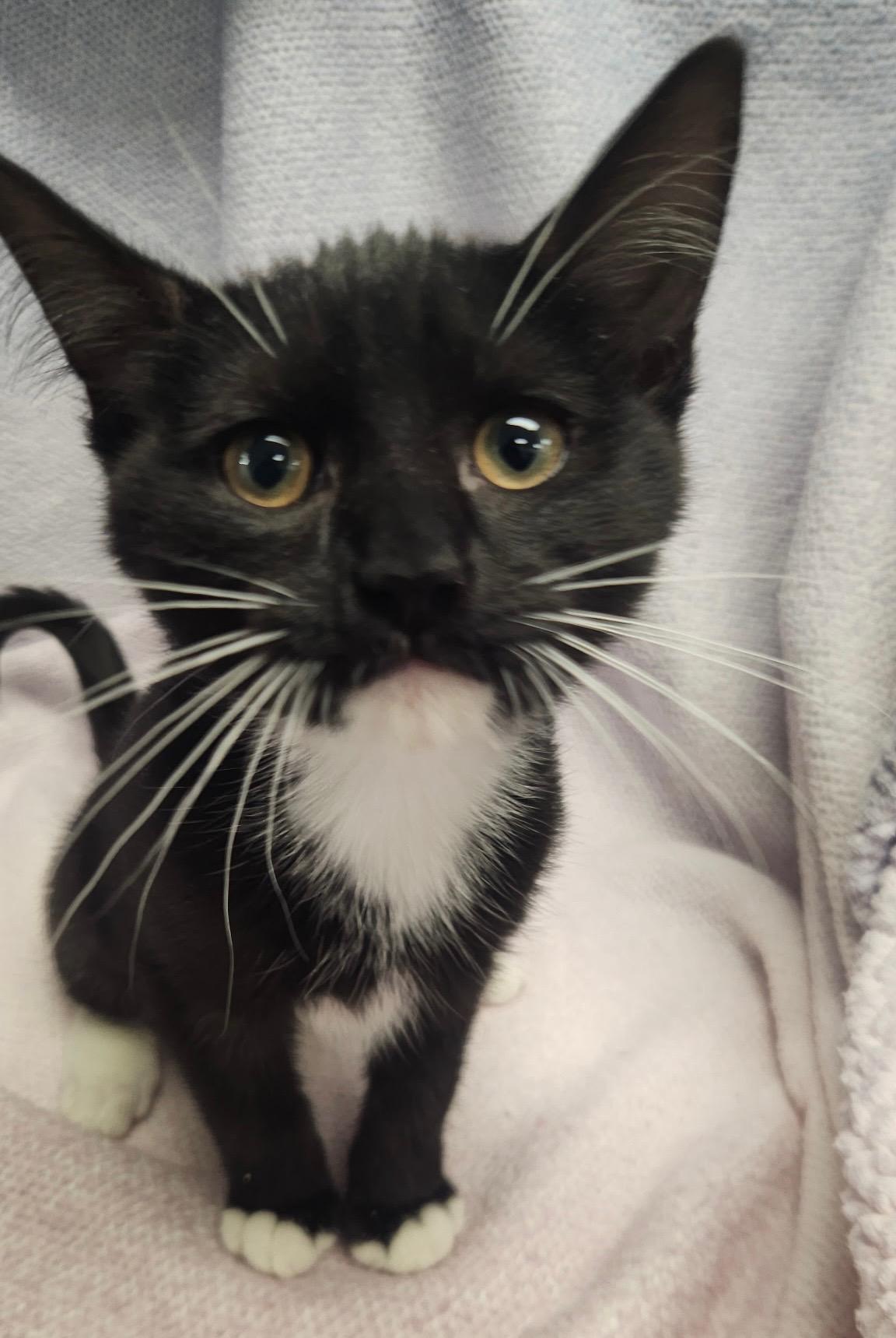 Darwin, an adoptable Russian Blue in Frederick, MD image 4/5