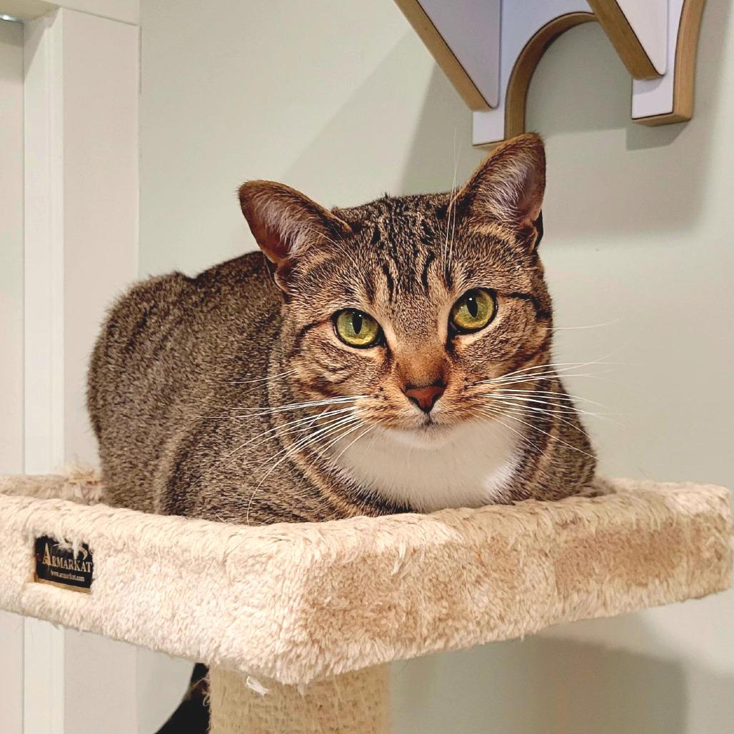 Enlarge Bella, a Adoptable Domestic Short Hair in Saint Charles, MO image 1/6