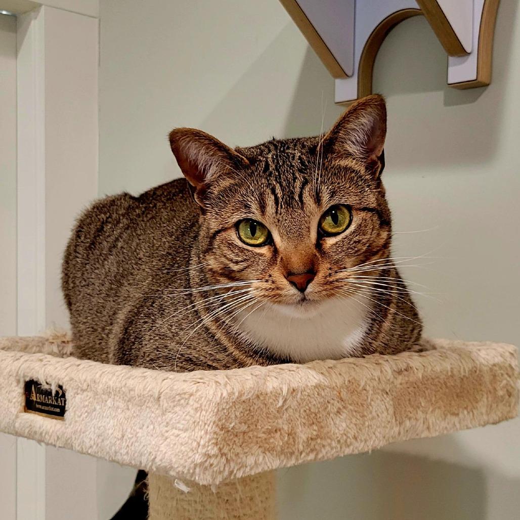 Enlarge Bella, a Adoptable Domestic Short Hair in Saint Charles, MO image 1/2
