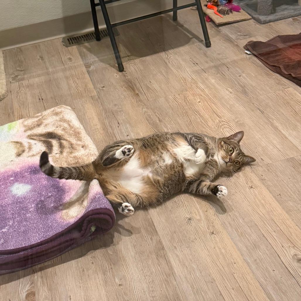 Enlarge Bella, a Adoptable Domestic Short Hair in Saint Charles, MO image 3/6