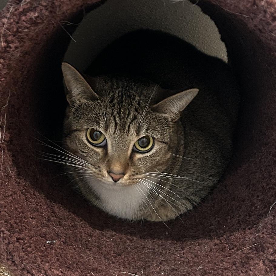 Enlarge Bella, a Adoptable Domestic Short Hair in Saint Charles, MO image 2/2
