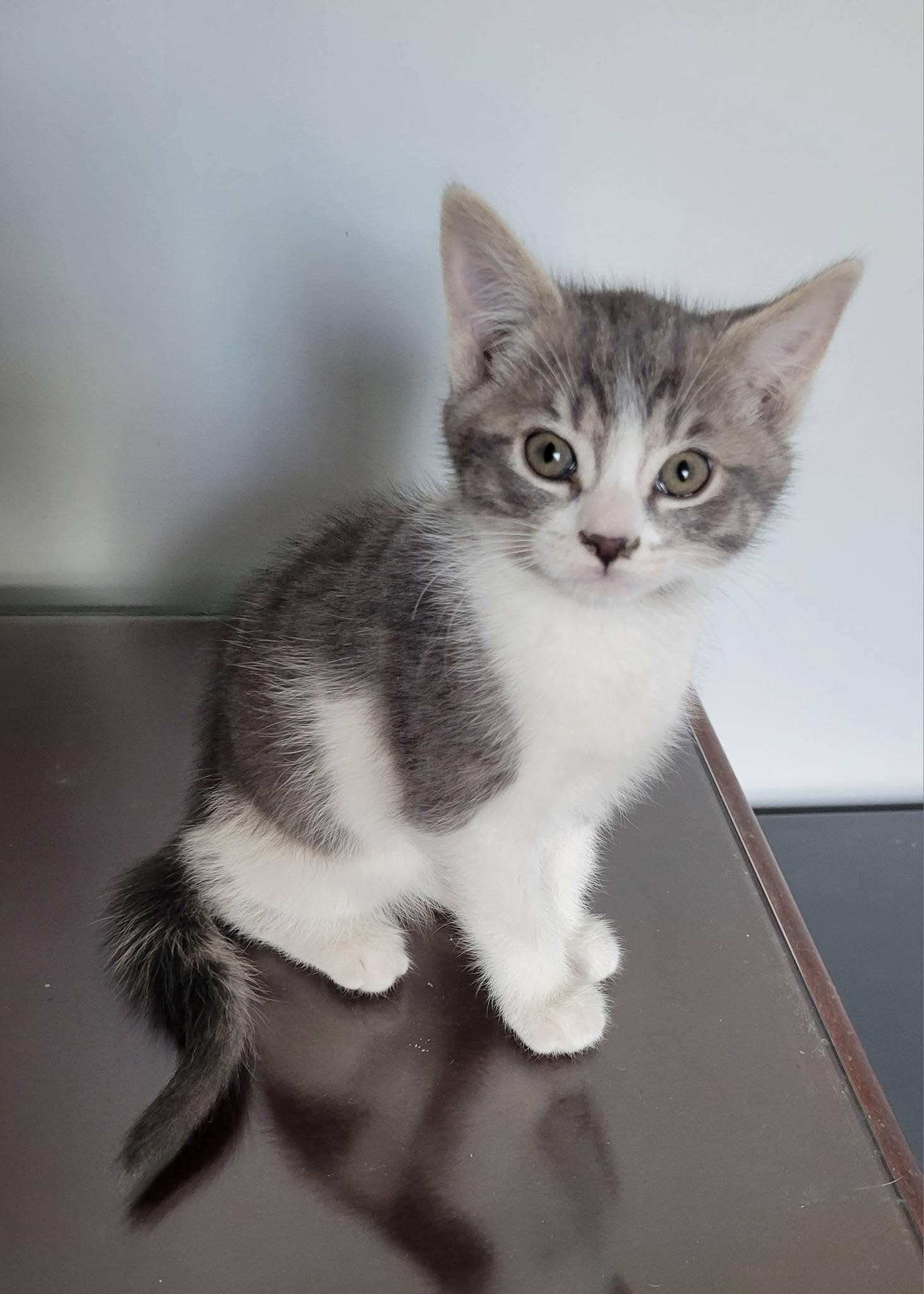 Enlarge Jazzy, a Adoptable Domestic Short Hair in Gerrardstown, WV image 3/4