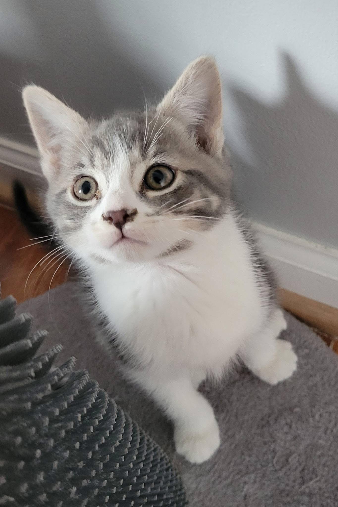 Jazzy, Adoptable, Kitten Female Domestic Short Hair.