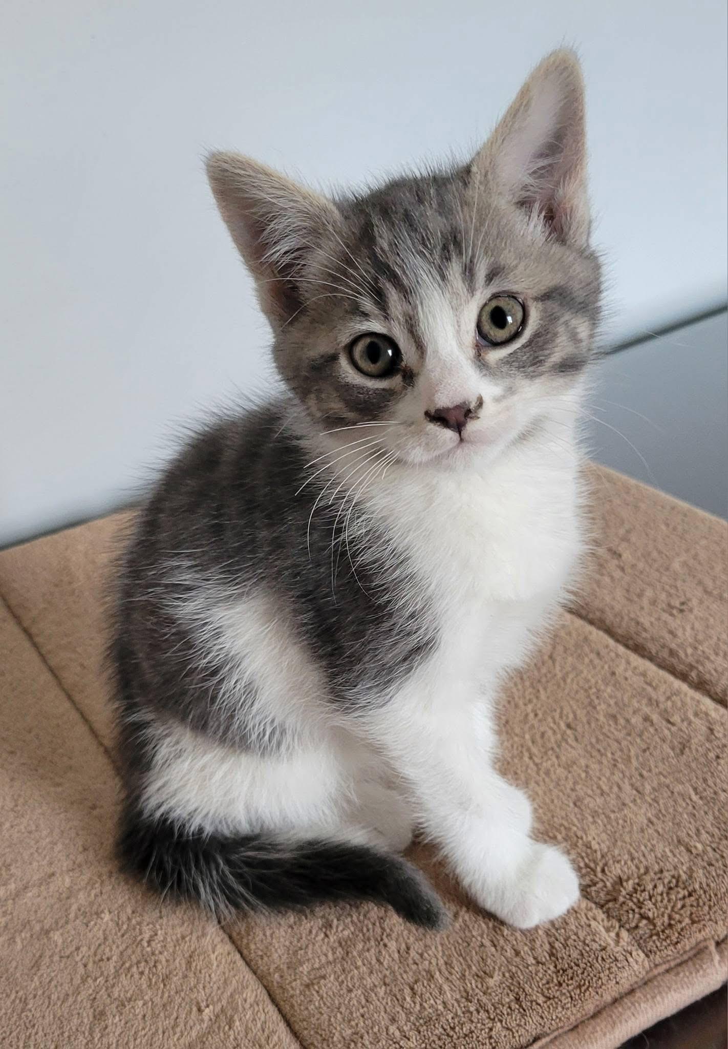 Enlarge Jazzy, a Adoptable Domestic Short Hair in Gerrardstown, WV image 2/4