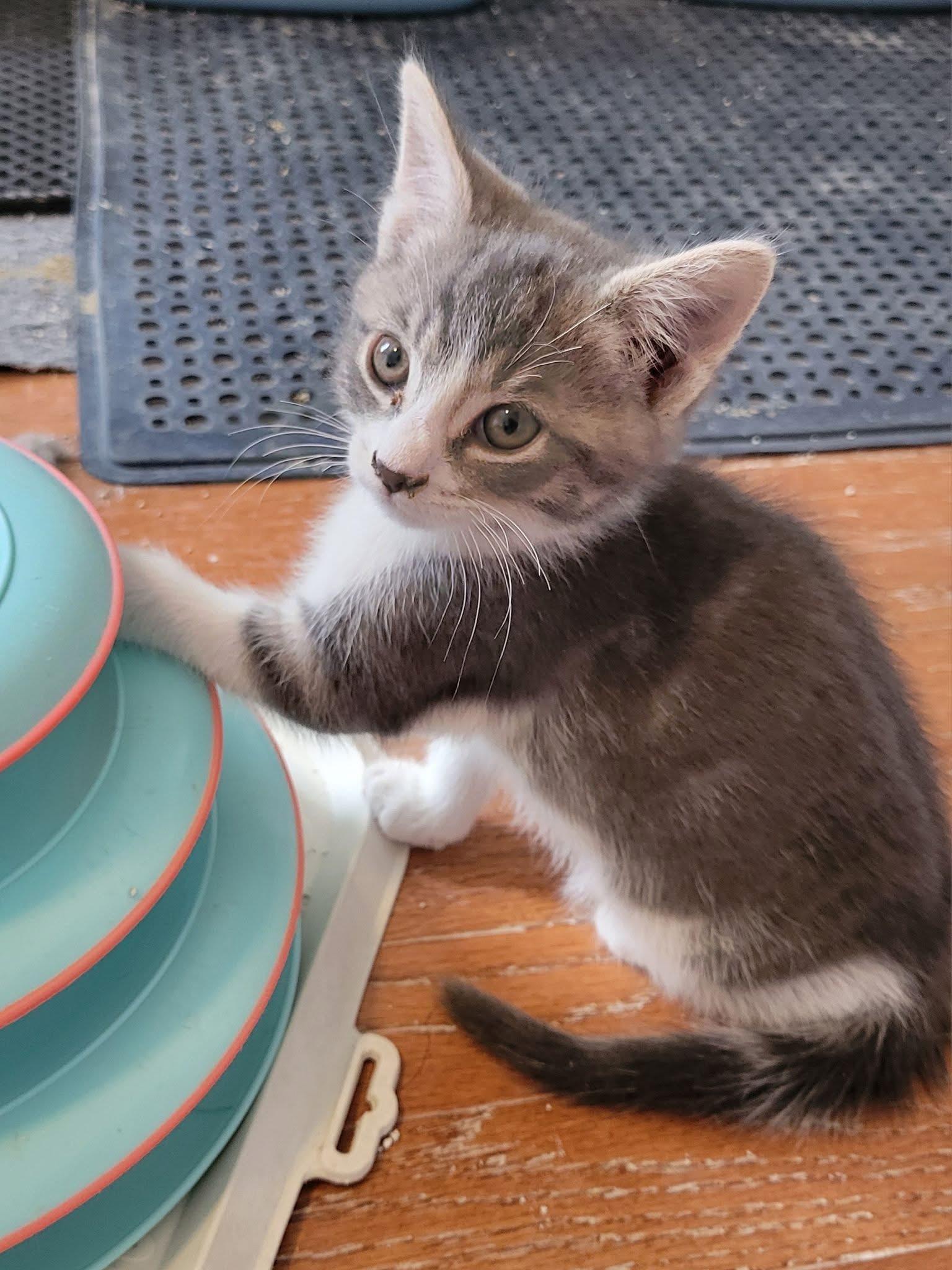 Enlarge Jazzy, a Adoptable Domestic Short Hair in Gerrardstown, WV image 4/4