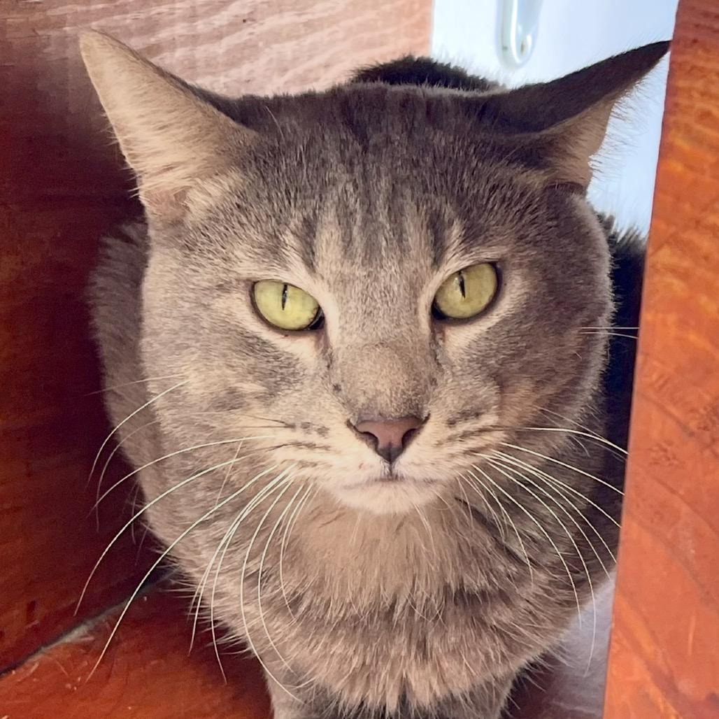 Shenanigans, Adoptable, Adult Male Domestic Short Hair.