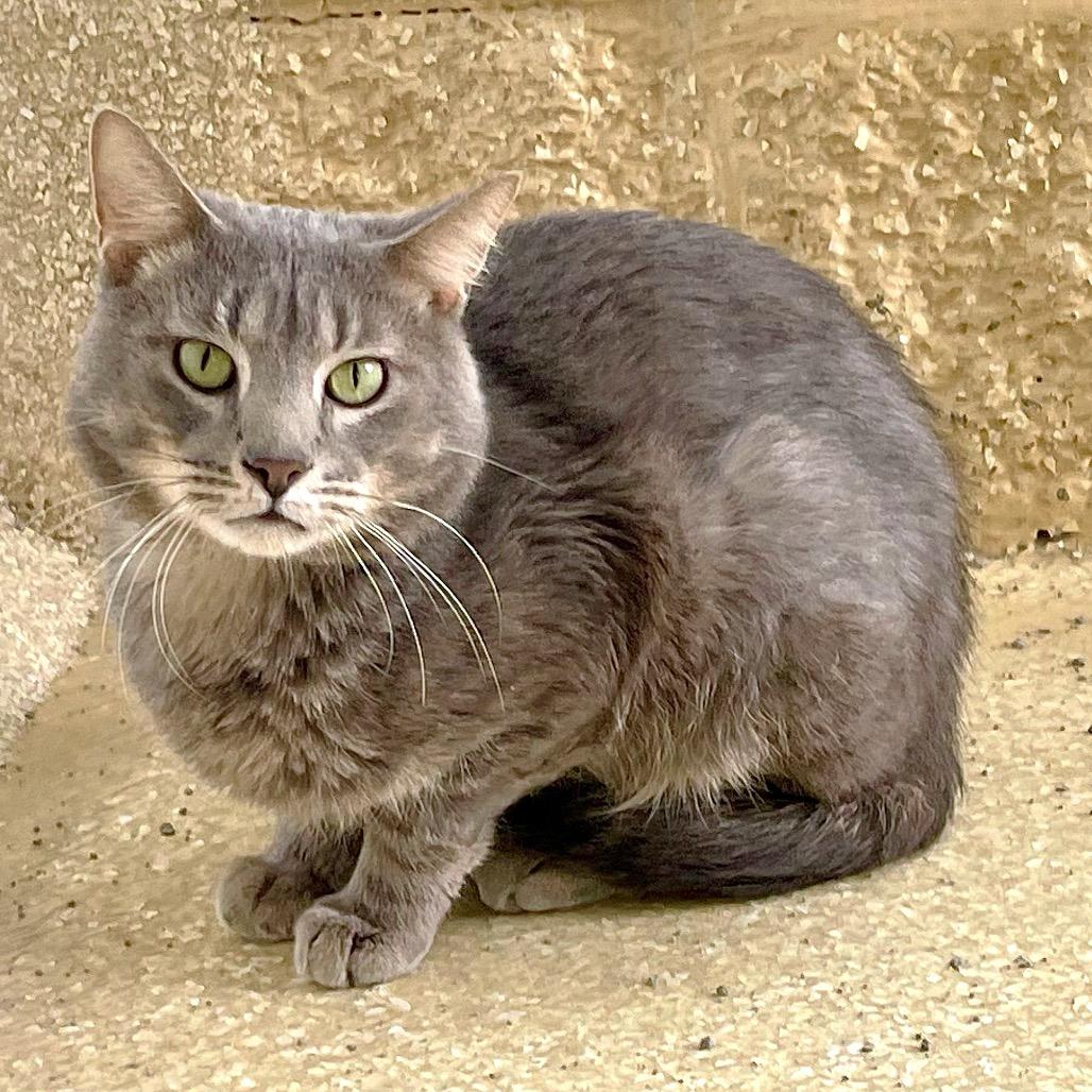 Enlarge Shenanigans, a Adoptable Domestic Short Hair in Deerfield, IL image 2/6