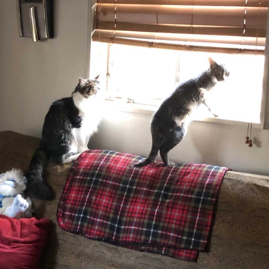 Enlarge Shenanigans, a Adoptable Domestic Short Hair in Deerfield, IL image 1/5