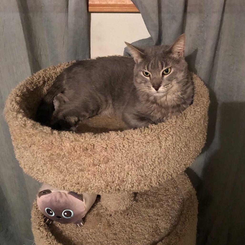 Enlarge Shenanigans, a Adoptable Domestic Short Hair in Deerfield, IL image 3/6