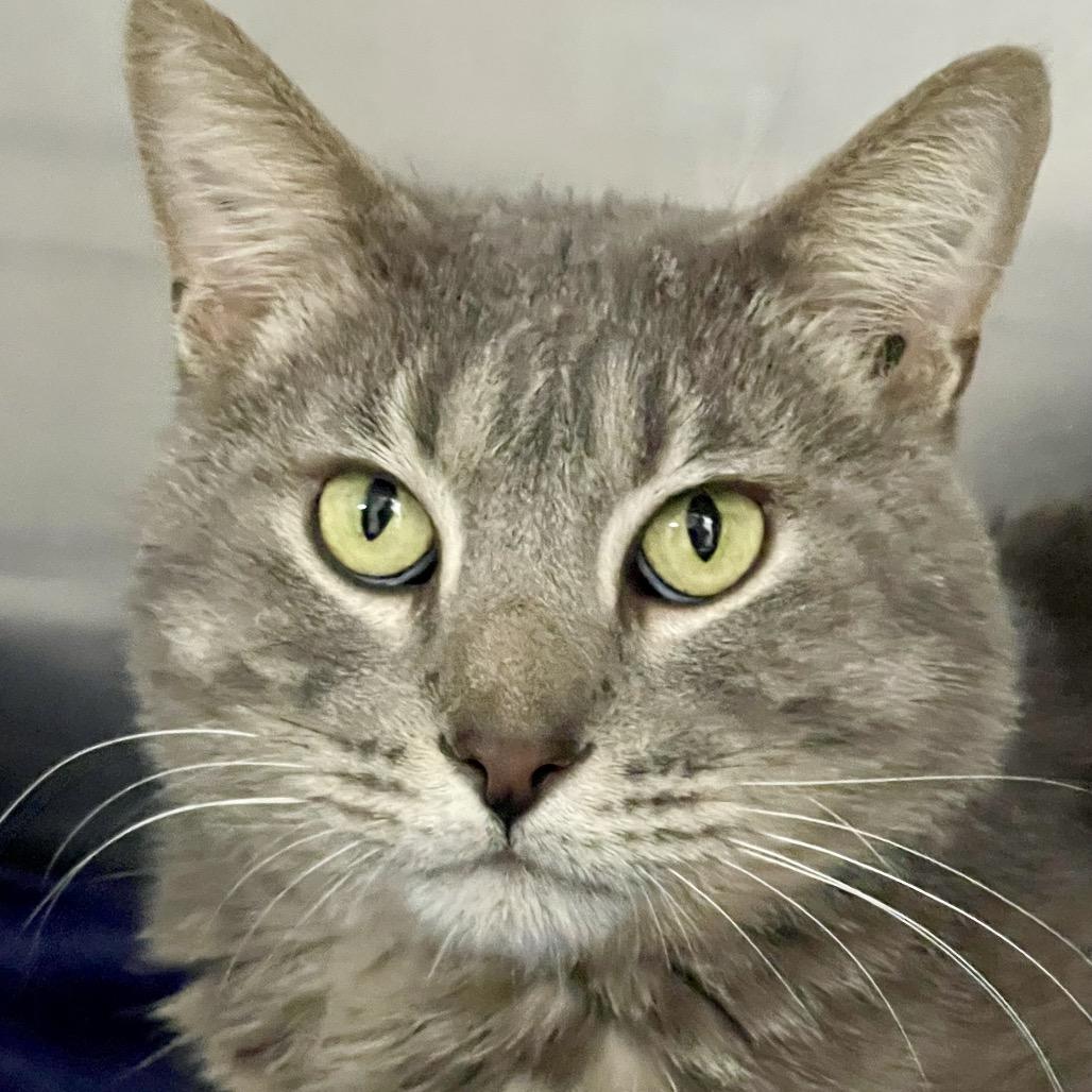 Enlarge Shenanigans, a Adoptable Domestic Short Hair in Deerfield, IL image 4/6